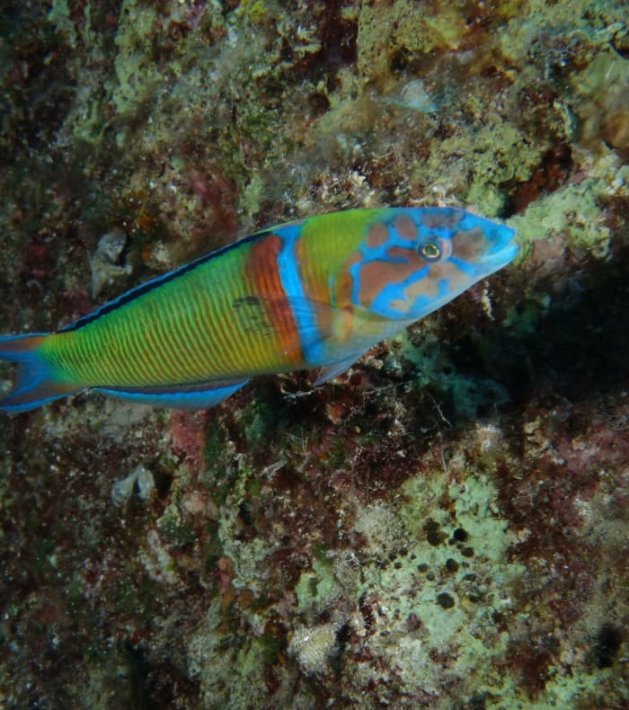 Dykning for begyndere - Yoga