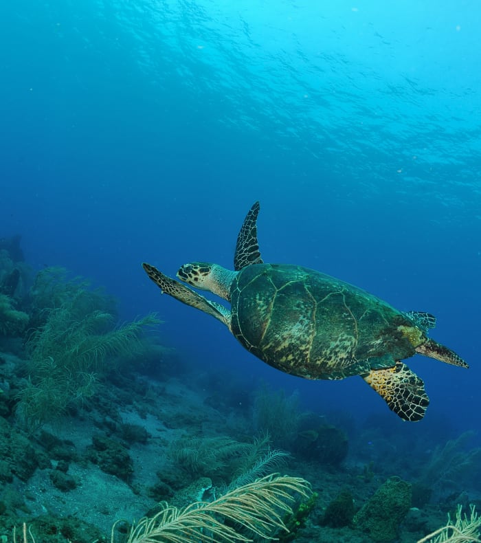 Plongée spécial débutant aux Saintes 11 jours