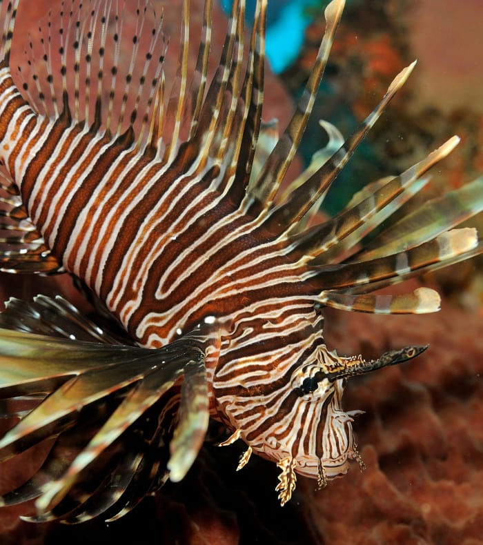 Plongée spécial débutant aux Saintes 8 jours