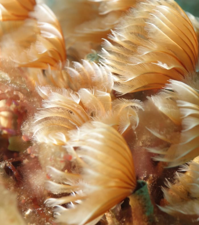 Plongée spécial débutant aux Saintes 8 jours