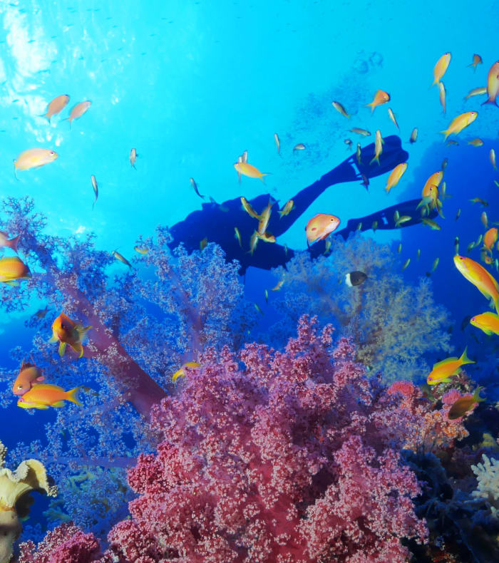 Dykning specielt for begyndere i Les Saintes 8 dage