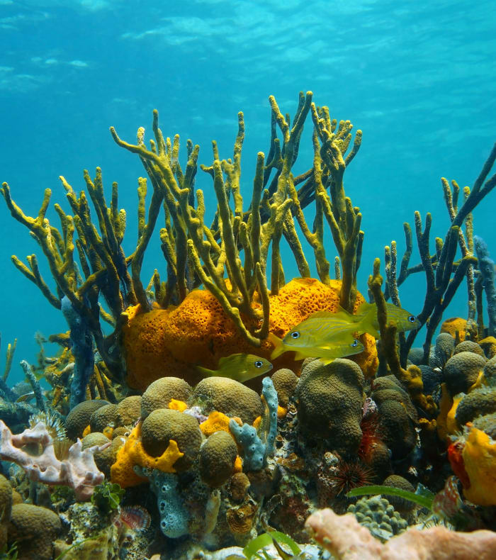 Plongée spécial débutant