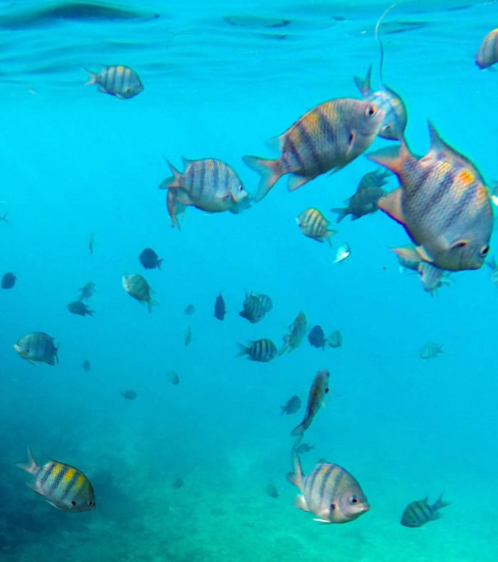 Plongée spécial débutant