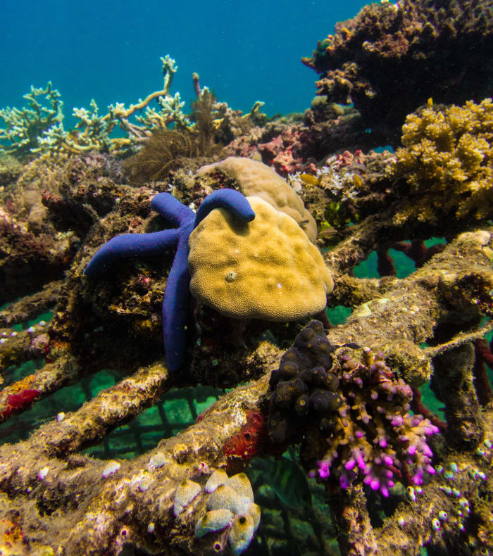 Plongée spécial débutant