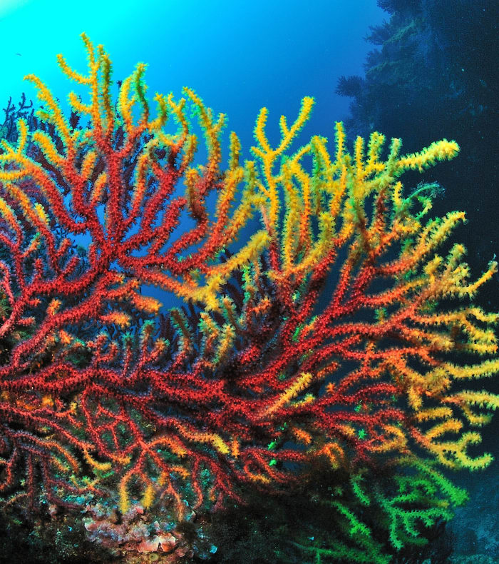 Plongée spécial débutant