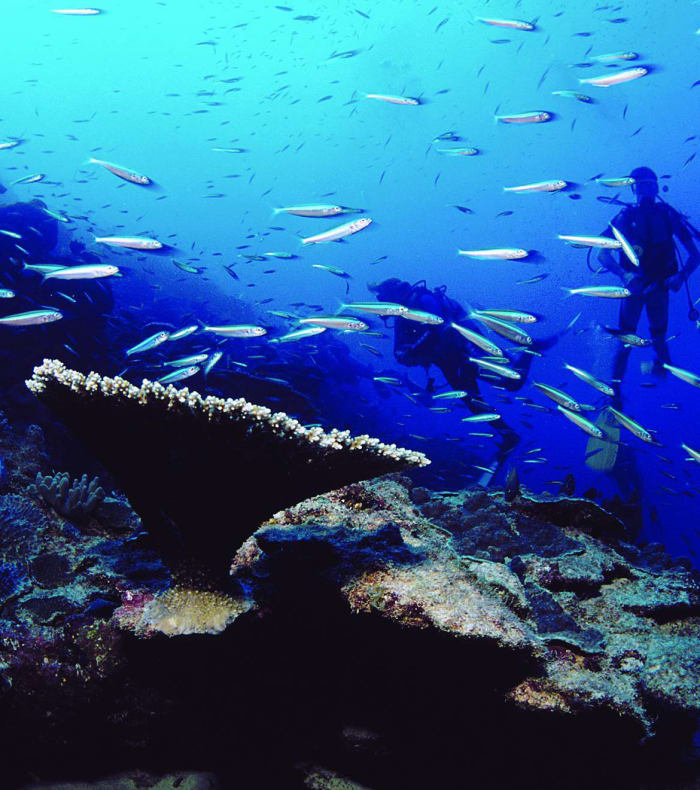 Plongée Spécial Débutant