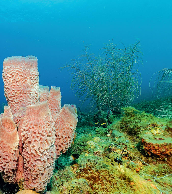 Plongée Spécial Débutant et Randonnée Caraïbes en 15 jours
