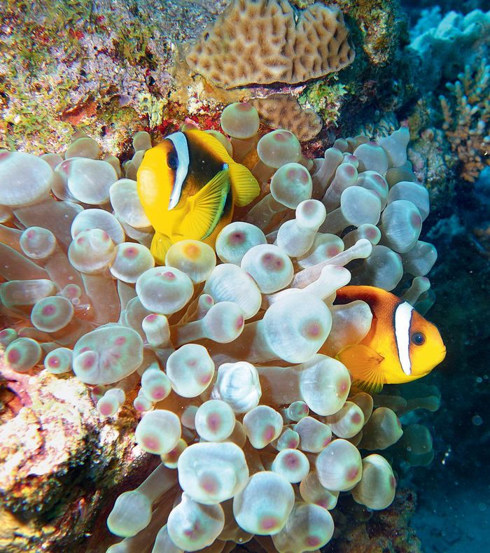 Dykning specielt for begyndere