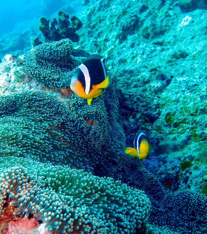 Dykning specielt for begyndere