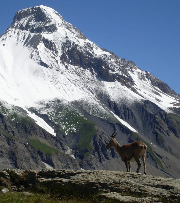 Raid sauvage au Grand Paradis