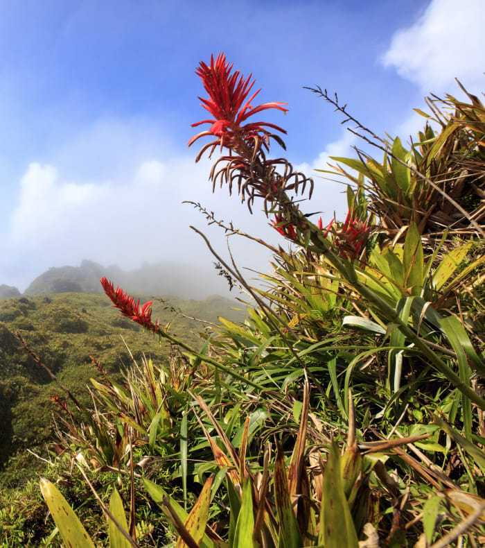 Vandreture Caribien 8 dage Happy Summer