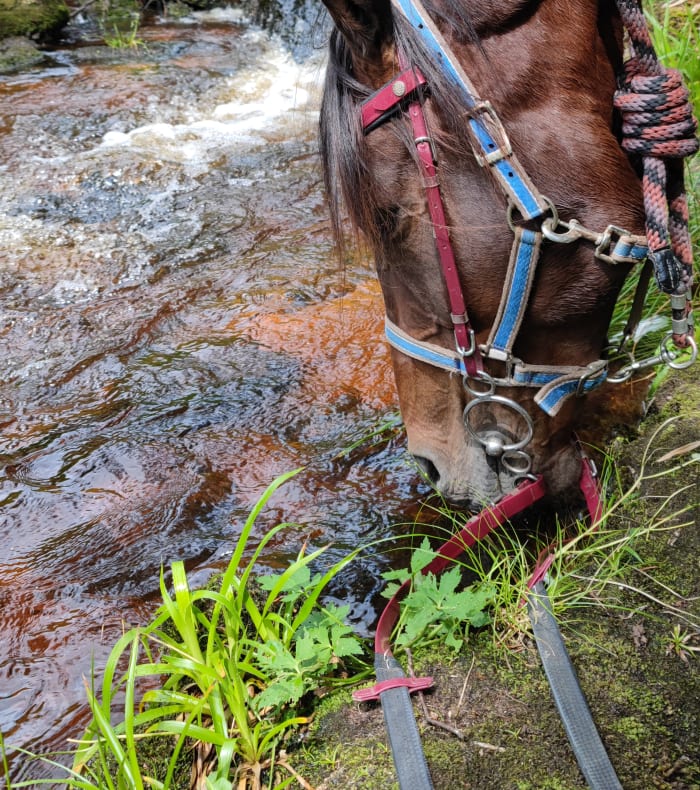 Rando liberté en Morvan