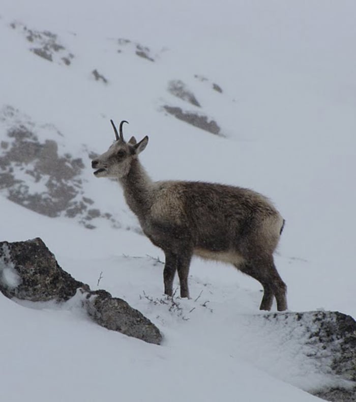 Raquettes dans l'authentique Vallée d'Aspe