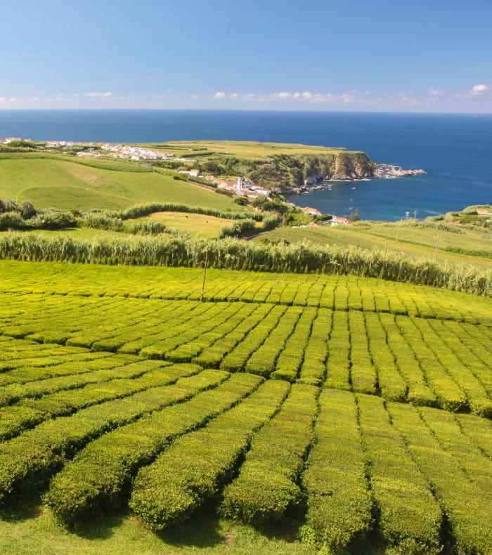 Sao Miguel l'île verte