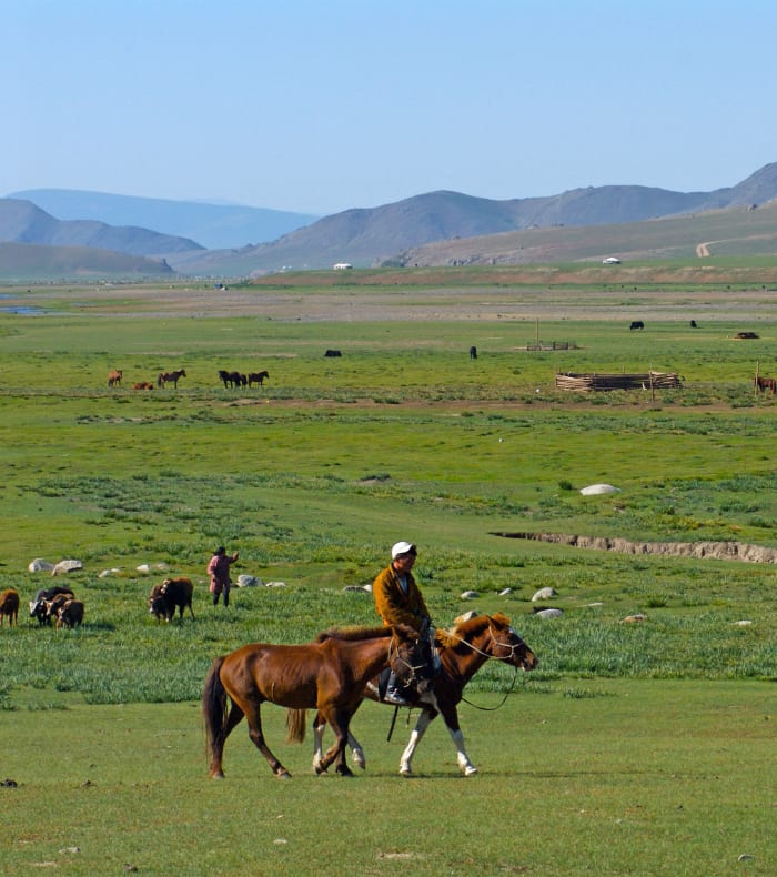 Steppes et mélèzes du Khangaï