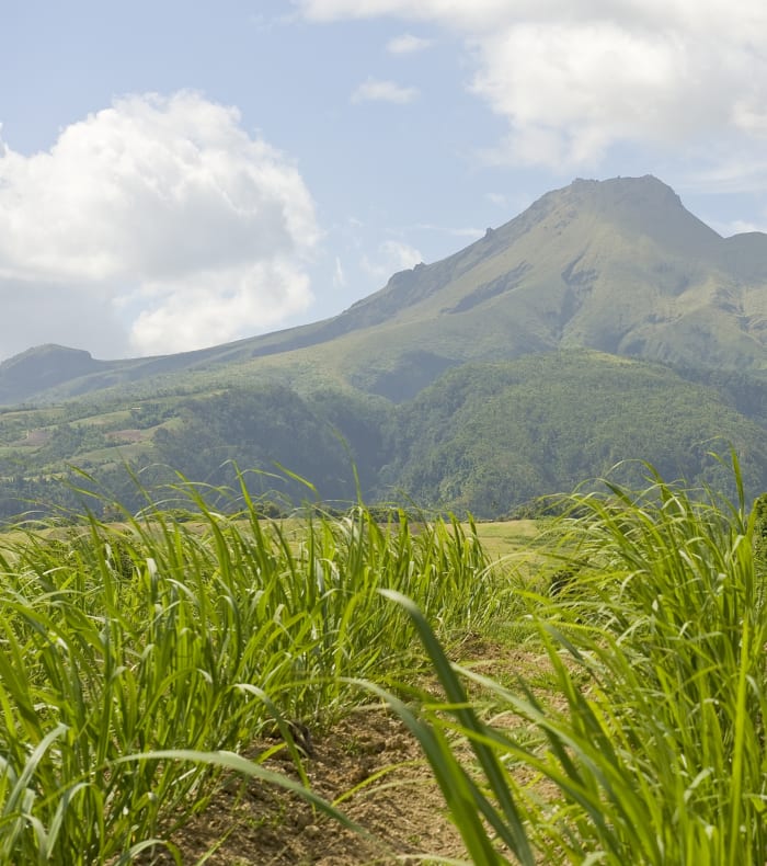 Trail performance omkring Mont Pelée 8 dage