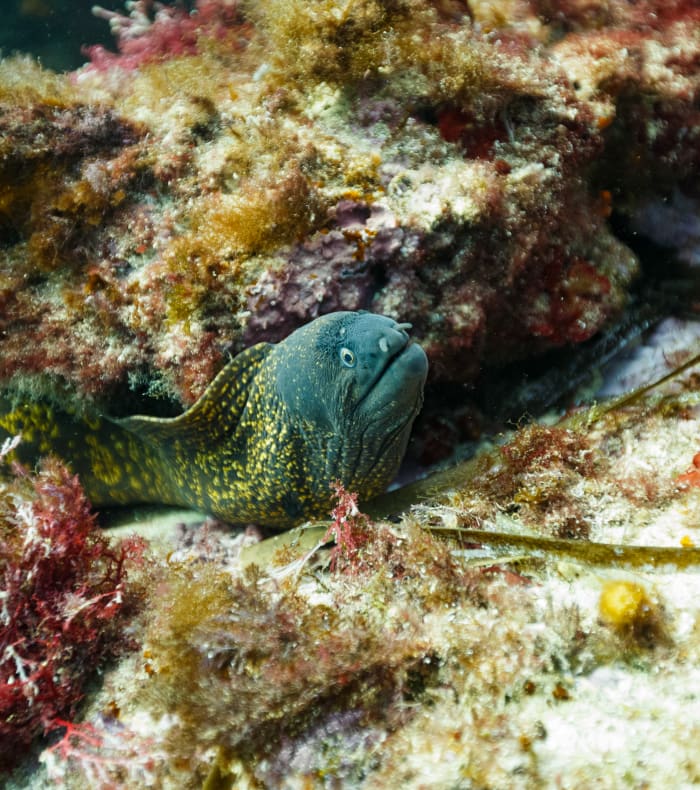 Week-end plongée exploration Parc des Calanques